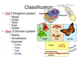 classification