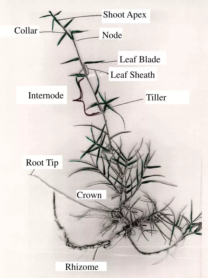 stolon rhizome crown