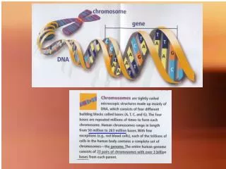 Each of the 46 chromosomes of humans is made up of single molecule of double-stranded DNA