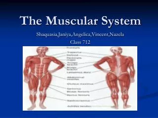 The Muscular System