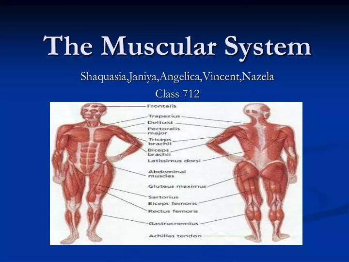 the muscular system