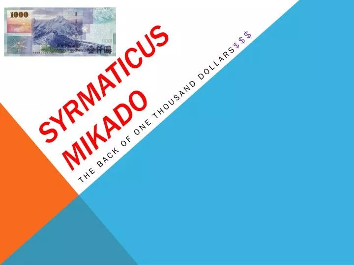 syrmaticus mikado