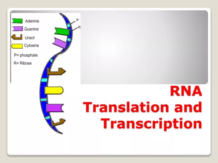 rna translation and transcription