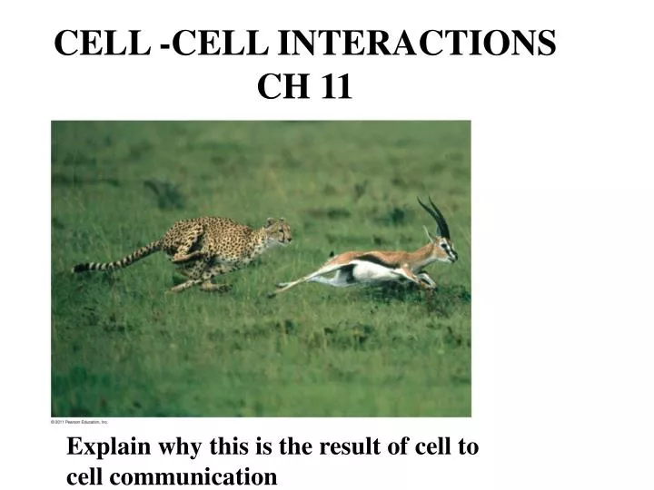 cell cell interactions ch 11