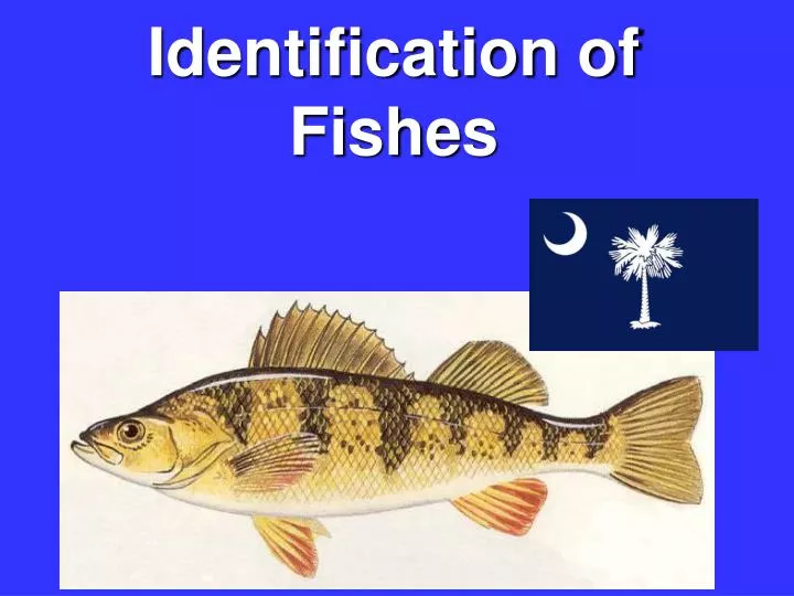 identification of fishes