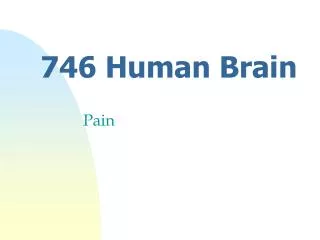 746 Human Brain