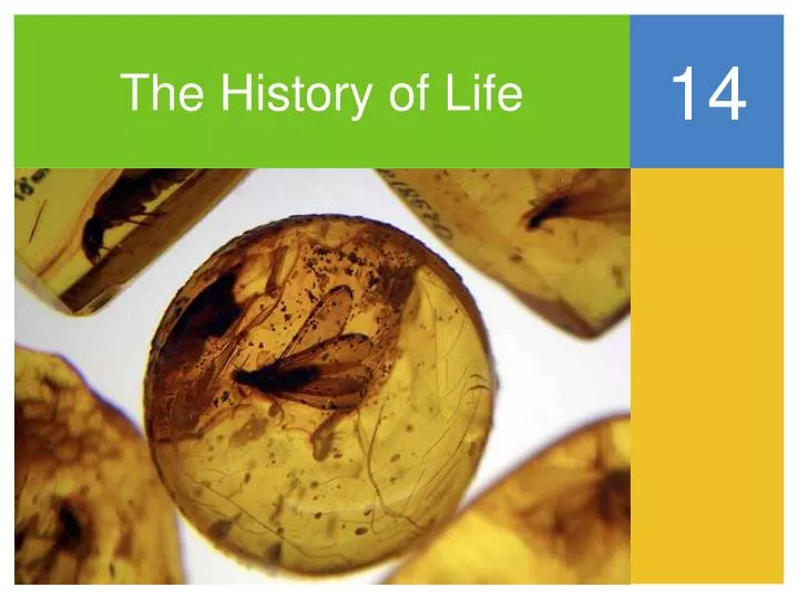 the history of life