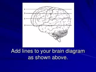 Add lines to your brain diagram as shown above.