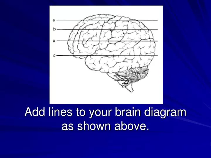 add lines to your brain diagram as shown above