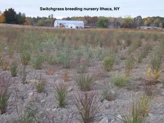 Switchgrass breeding nursery Ithaca, NY