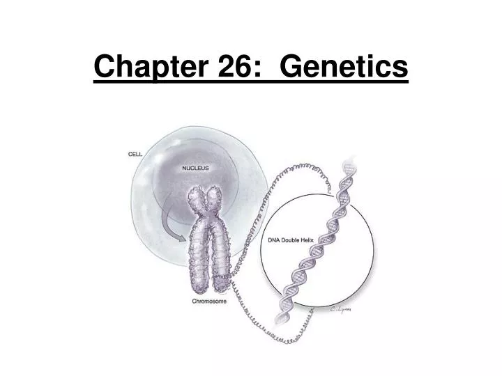 chapter 26 genetics