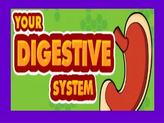 Fun Facts on Digestion