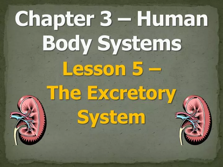 lesson 5 the excretory system