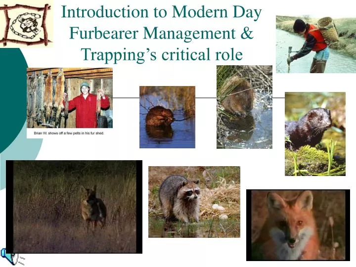 introduction to modern day furbearer management trapping s critical role