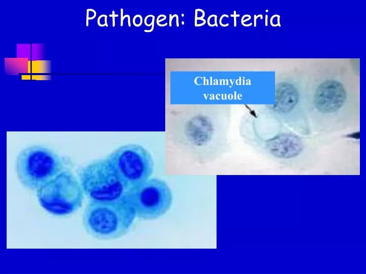 pathogen bacteria