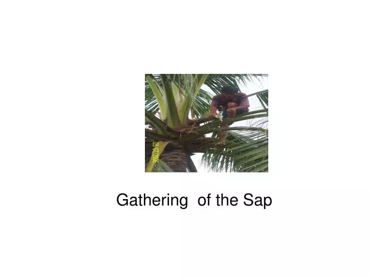 gathering of the sap