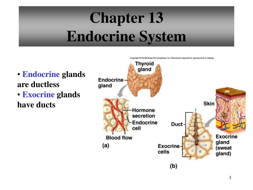 PPT - Chapter 13 Endocrine System PowerPoint Presentation, free ...