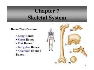 Chapter 7 Skeletal System