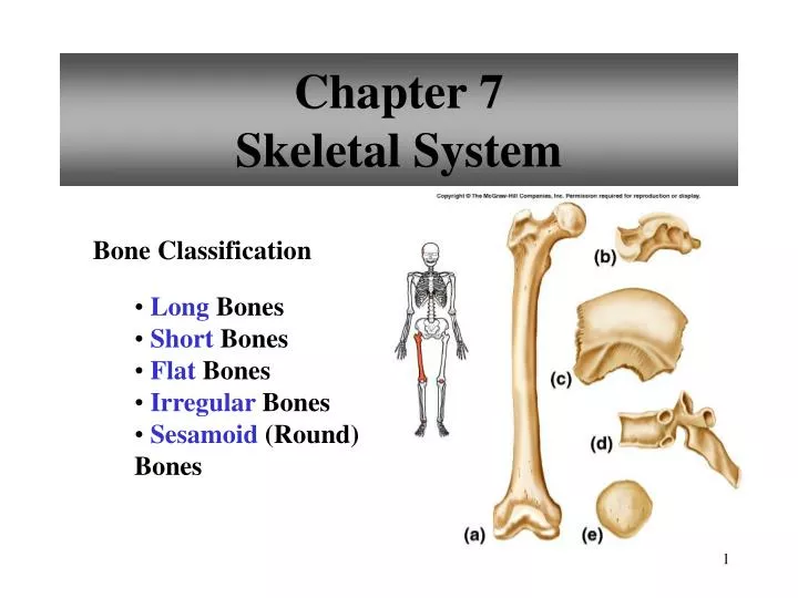 chapter 7 skeletal system