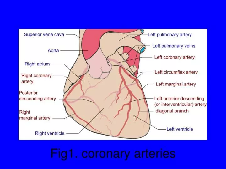 fig1 coronary arteries