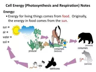 Cell Energy (Photosynthesis and Respiration) Notes Energy: