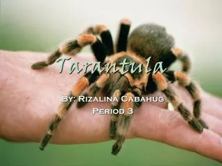 Tarantula