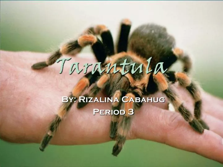 tarantula