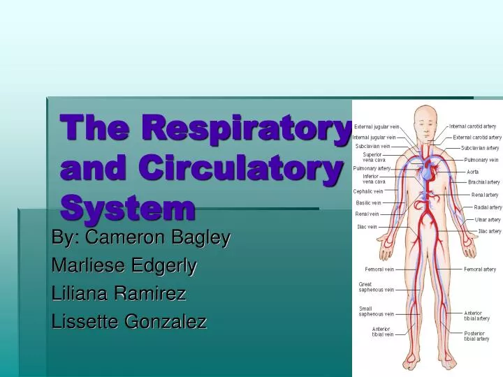 the respiratory and circulatory system