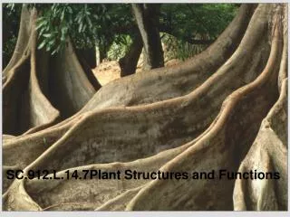 SC.912.L.14.7Plant Structures and Functions