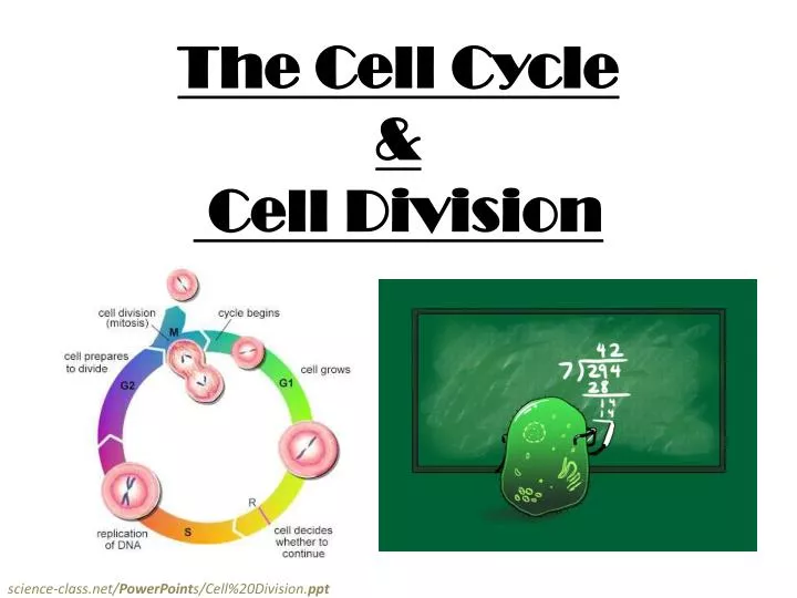 the cell cycle cell division