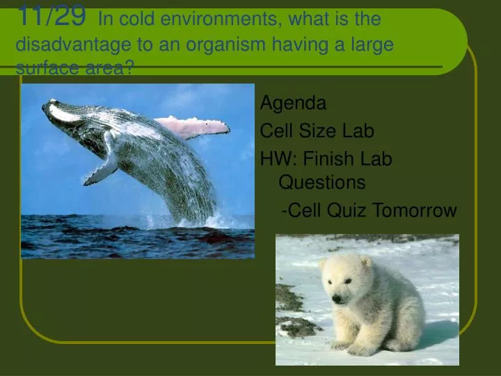 11 29 in cold environments what is the disadvantage to an organism having a large surface area