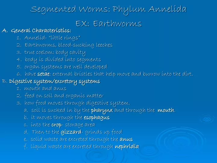 segmented worms phylum annelida ex earthworms