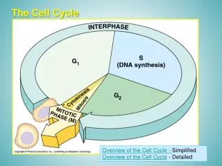 The Cell Cycle