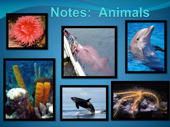 notes animals