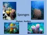 Sponges - slide 1