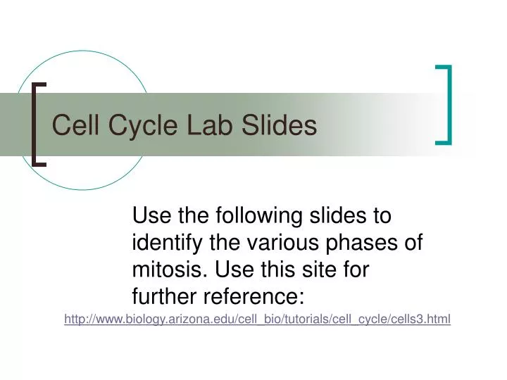 cell cycle lab slides