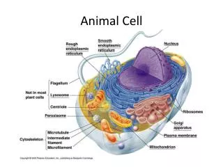 animal cell