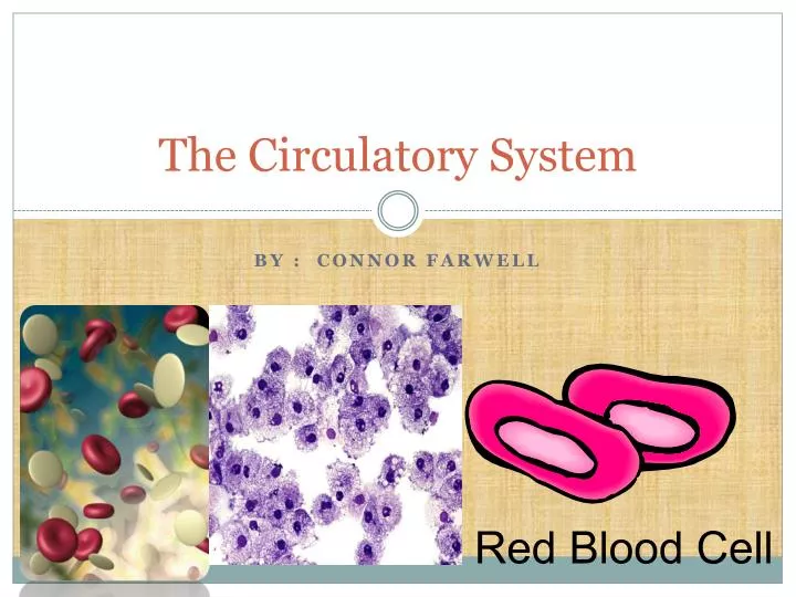 the circulatory system