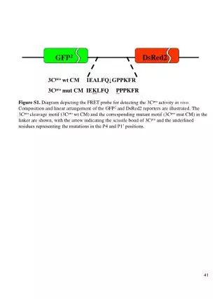 3C pro wt CM IEALFQ?GPPKFR 3C pro mut CM IE K LFQ P PPKFR