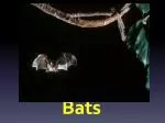 PPT - Flight in bats PowerPoint Presentation, free download - ID:6588389