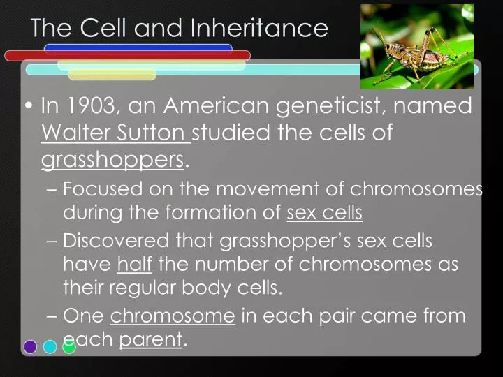 the cell and inheritance