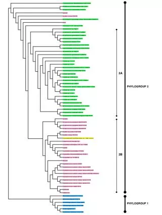 PHYLOGROUP 1