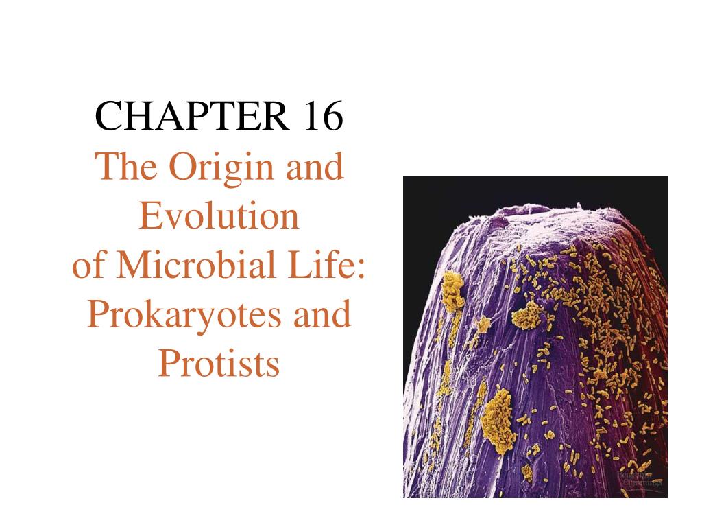 PPT - CHAPTER 16 The Origin and Evolution of Microbial Life ...