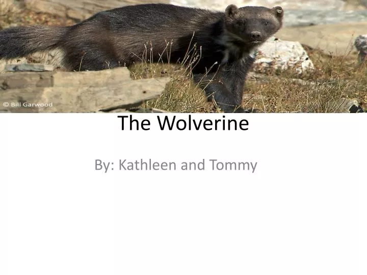 the wolverine