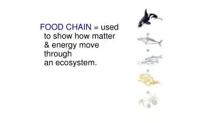 FOOD CHAIN = used to show how matter &amp; energy move through an ecosystem.