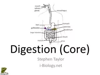 Digestion (Core)