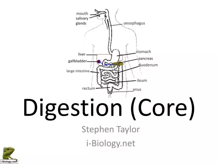 digestion core