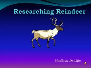 Researching Reindeer
