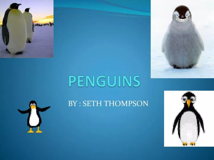 penguins