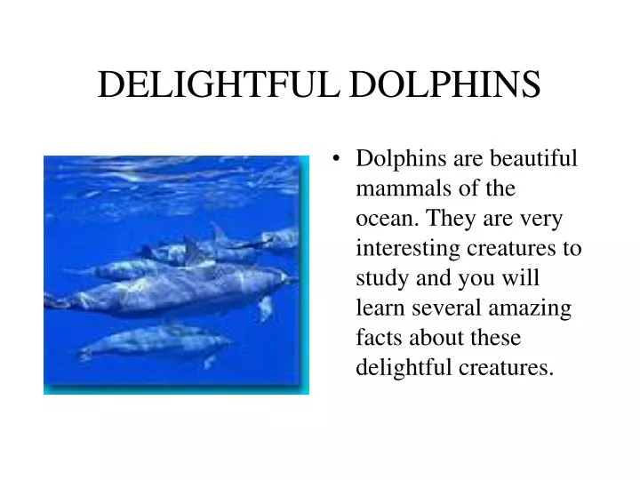delightful dolphins